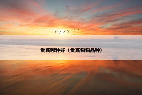 贵宾哪种好（贵宾狗狗品种）
