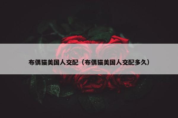 布偶猫美国人交配（布偶猫美国人交配多久）