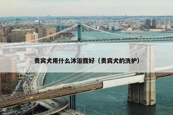 贵宾犬用什么沐浴露好（贵宾犬的洗护）