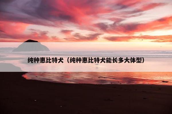 纯种惠比特犬（纯种惠比特犬能长多大体型）