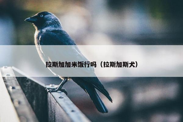 拉斯加加米饭行吗（拉斯加斯犬）