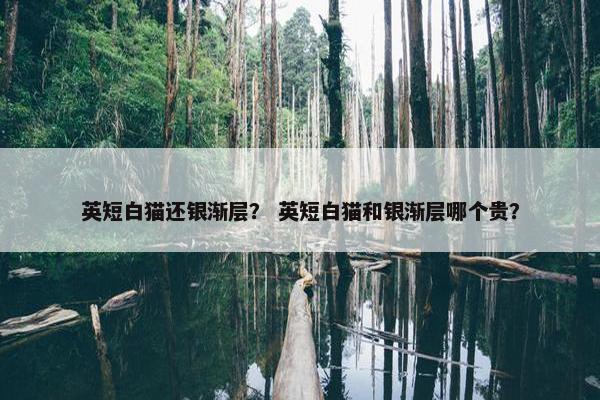 英短白猫还银渐层？ 英短白猫和银渐层哪个贵？