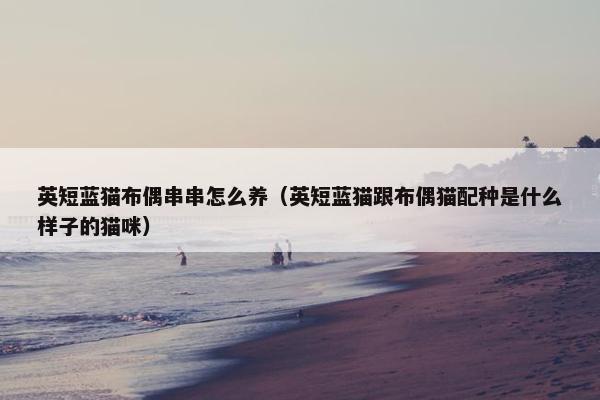 英短蓝猫布偶串串怎么养（英短蓝猫跟布偶猫配种是什么样子的猫咪）