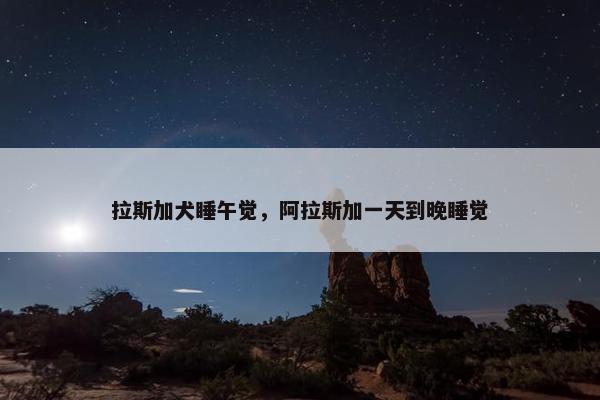 拉斯加犬睡午觉，阿拉斯加一天到晚睡觉