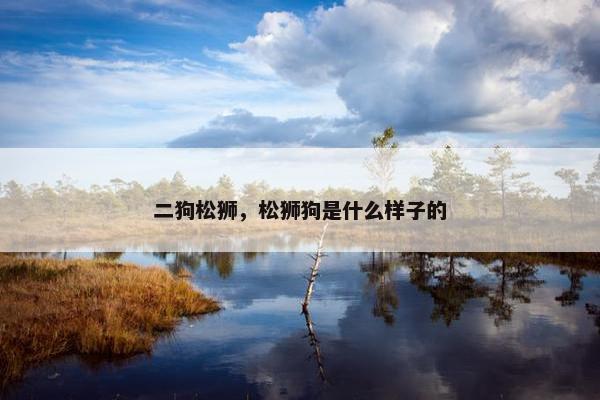 二狗松狮，松狮狗是什么样子的