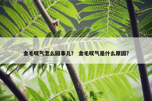 金毛叹气怎么回事儿？ 金毛叹气是什么原因？