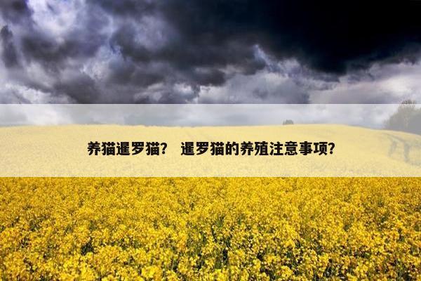养猫暹罗猫？ 暹罗猫的养殖注意事项？