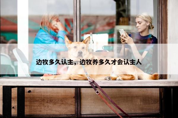 边牧多久认主，边牧养多久才会认主人