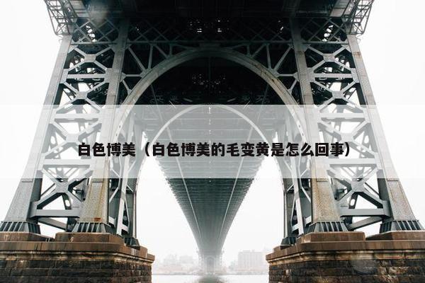 白色博美（白色博美的毛变黄是怎么回事）