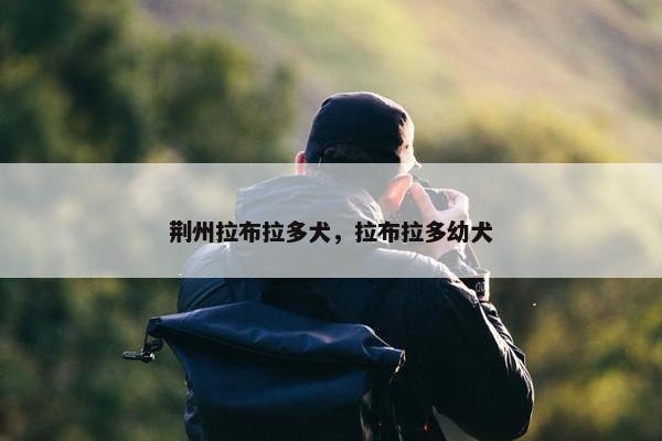 荆州拉布拉多犬，拉布拉多幼犬