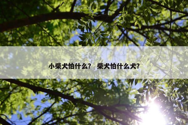 小柴犬怕什么？ 柴犬怕什么犬？