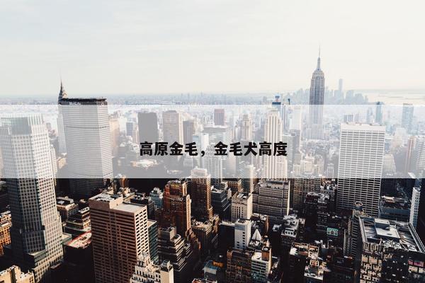 高原金毛，金毛犬高度