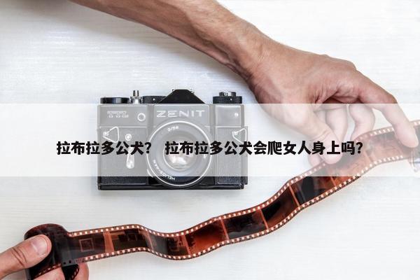 拉布拉多公犬？ 拉布拉多公犬会爬女人身上吗？
