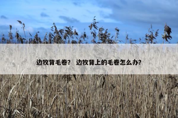边牧背毛卷？ 边牧背上的毛卷怎么办？