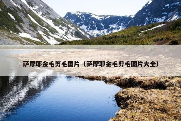 萨摩耶金毛剪毛图片（萨摩耶金毛剪毛图片大全）