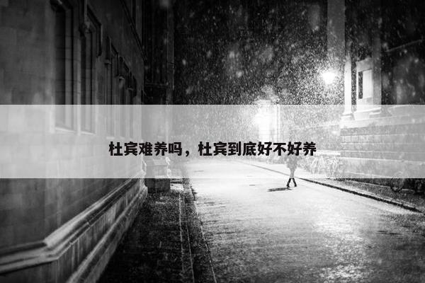 杜宾难养吗，杜宾到底好不好养