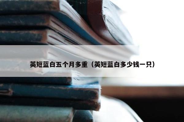英短蓝白五个月多重（英短蓝白多少钱一只）