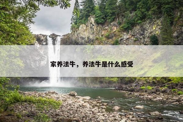 家养法牛，养法牛是什么感受