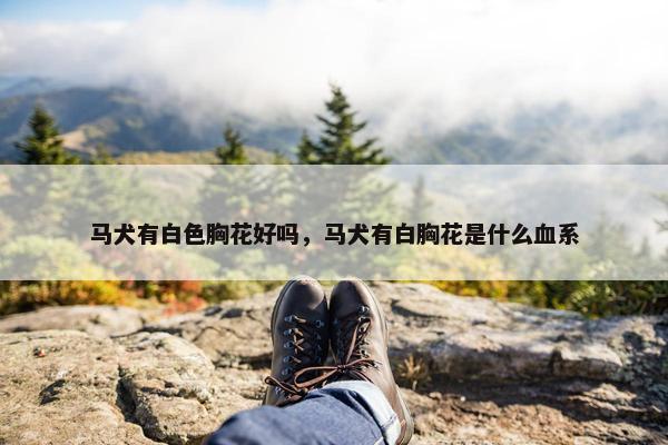 马犬有白色胸花好吗，马犬有白胸花是什么血系