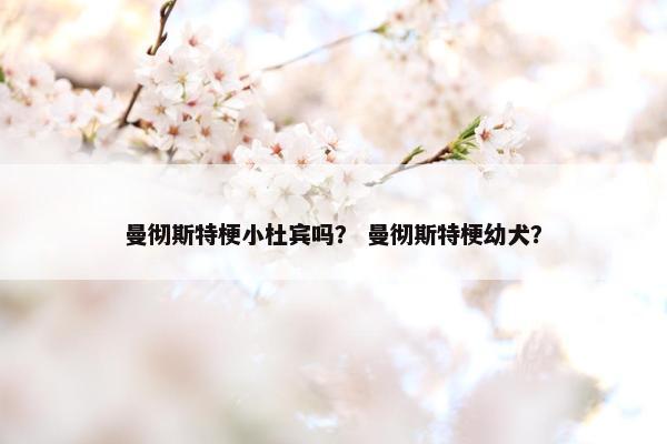 曼彻斯特梗小杜宾吗？ 曼彻斯特梗幼犬？