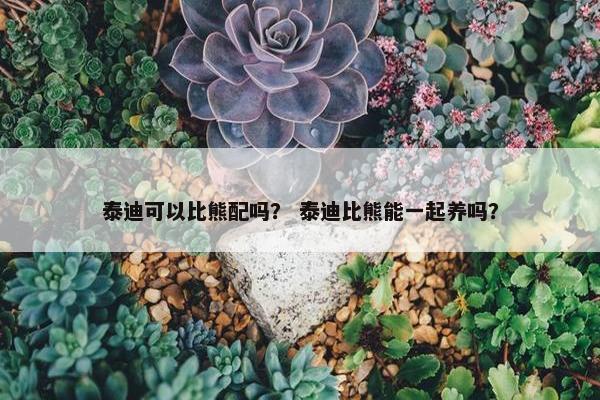 泰迪可以比熊配吗？ 泰迪比熊能一起养吗？