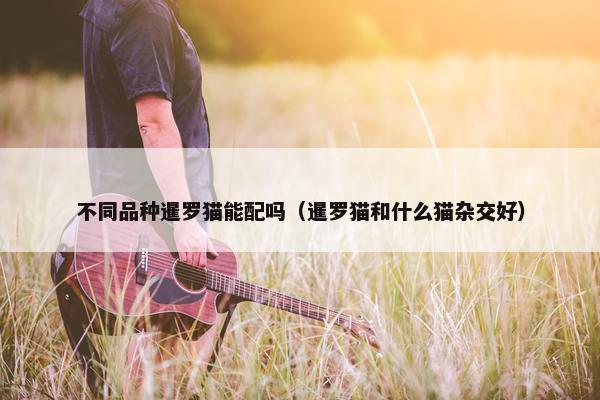 不同品种暹罗猫能配吗（暹罗猫和什么猫杂交好）