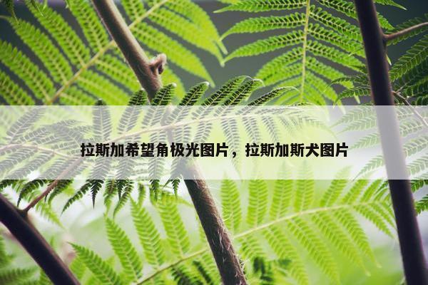 拉斯加希望角极光图片，拉斯加斯犬图片