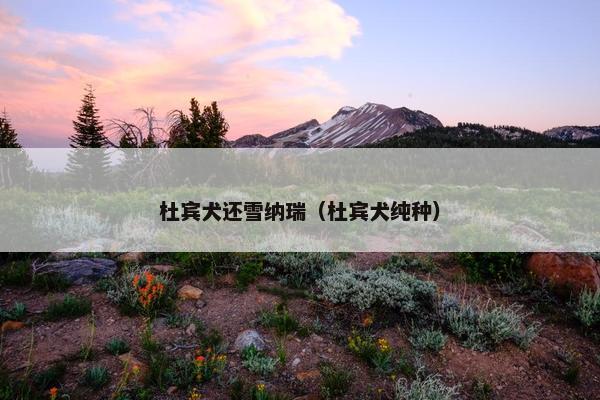 杜宾犬还雪纳瑞（杜宾犬纯种）
