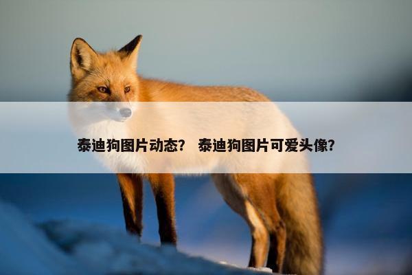 泰迪狗图片动态？ 泰迪狗图片可爱头像？