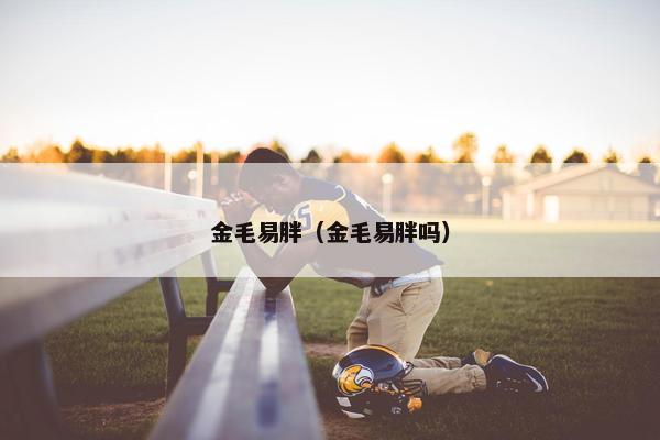 金毛易胖（金毛易胖吗）