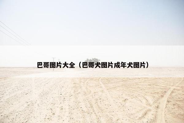 巴哥图片大全（巴哥犬图片成年犬图片）
