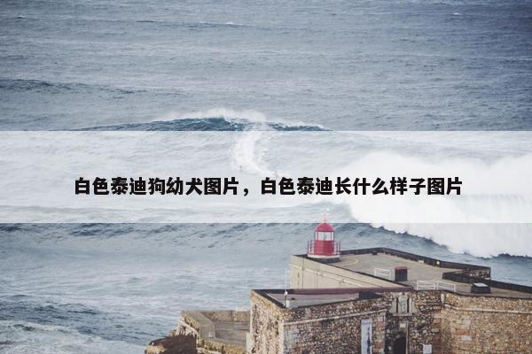白色泰迪狗幼犬图片，白色泰迪长什么样子图片