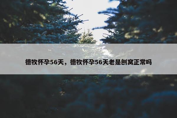 德牧怀孕56天，德牧怀孕56天老是刨窝正常吗