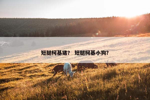短腿柯基猪？ 短腿柯基小狗？