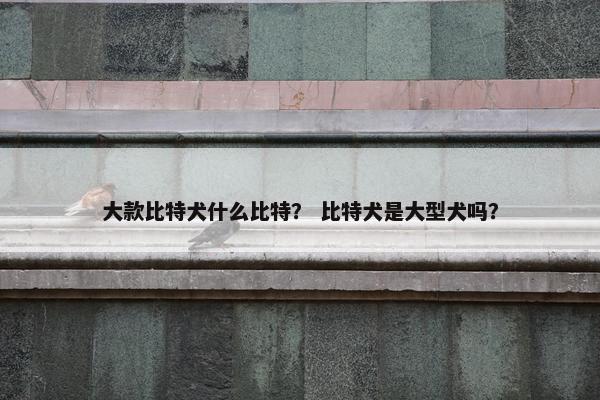 大款比特犬什么比特？ 比特犬是大型犬吗？