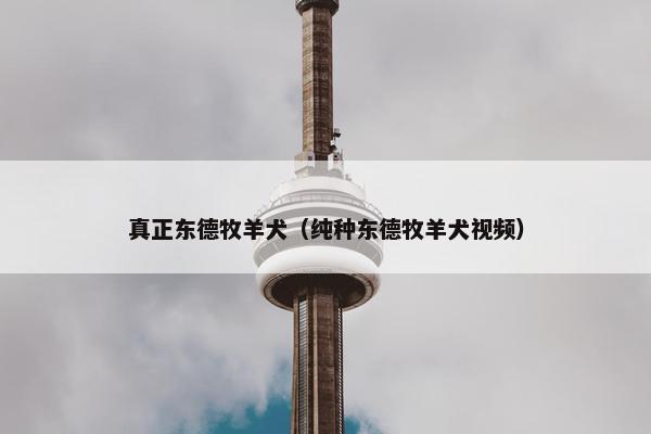 真正东德牧羊犬（纯种东德牧羊犬视频）