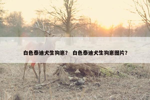 白色泰迪犬生狗崽？ 白色泰迪犬生狗崽图片？