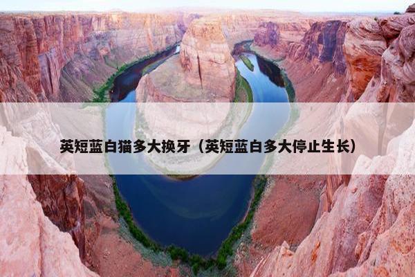 英短蓝白猫多大换牙（英短蓝白多大停止生长）