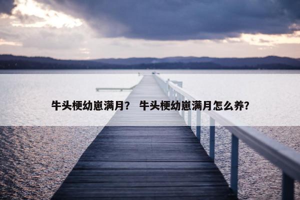 牛头梗幼崽满月？ 牛头梗幼崽满月怎么养？