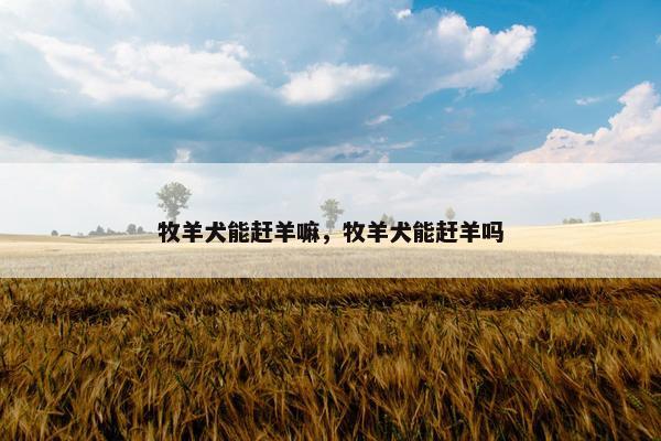 牧羊犬能赶羊嘛，牧羊犬能赶羊吗