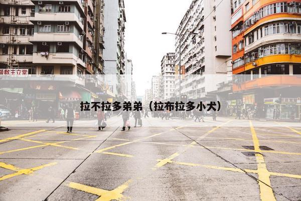 拉不拉多弟弟（拉布拉多小犬）