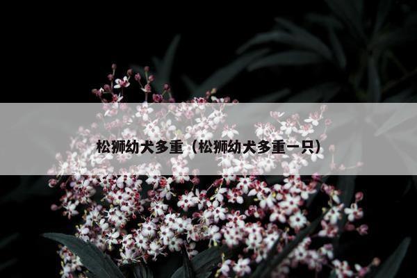 松狮幼犬多重（松狮幼犬多重一只）