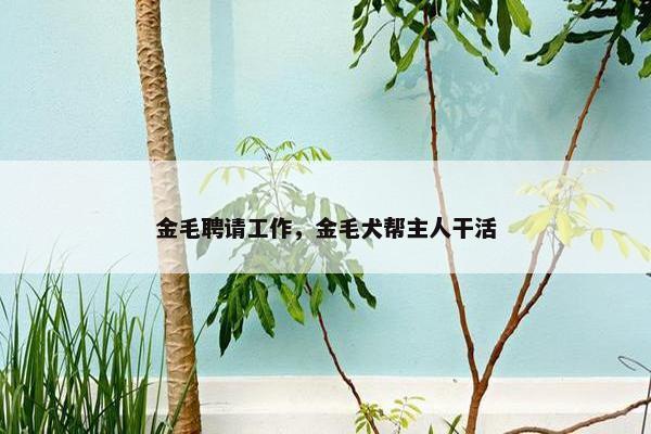 金毛聘请工作，金毛犬帮主人干活