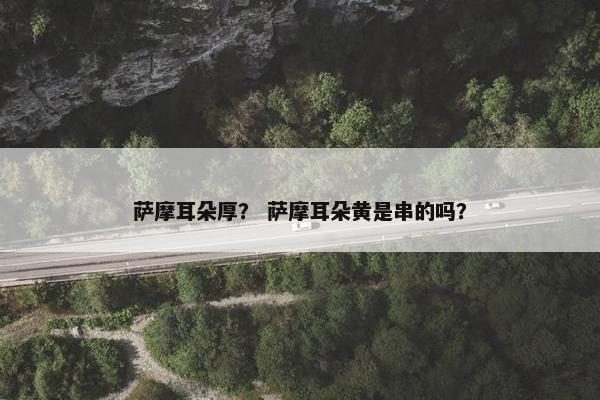 萨摩耳朵厚？ 萨摩耳朵黄是串的吗？
