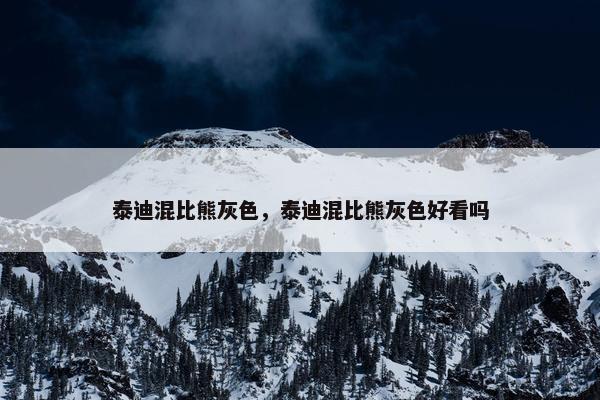 泰迪混比熊灰色，泰迪混比熊灰色好看吗