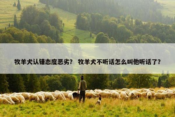 牧羊犬认错态度恶劣？ 牧羊犬不听话怎么叫他听话了？