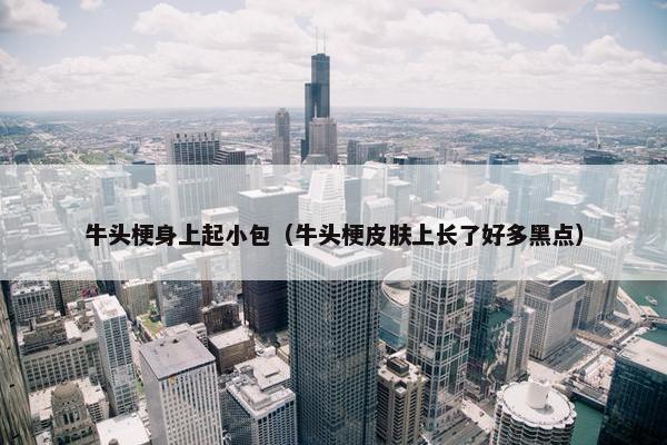牛头梗身上起小包（牛头梗皮肤上长了好多黑点）
