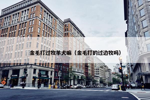金毛打过牧羊犬嘛（金毛打的过边牧吗）