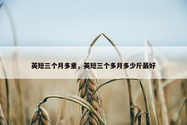 英短三个月多重，英短三个多月多少斤最好