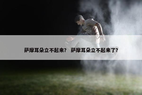 萨摩耳朵立不起来？ 萨摩耳朵立不起来了？